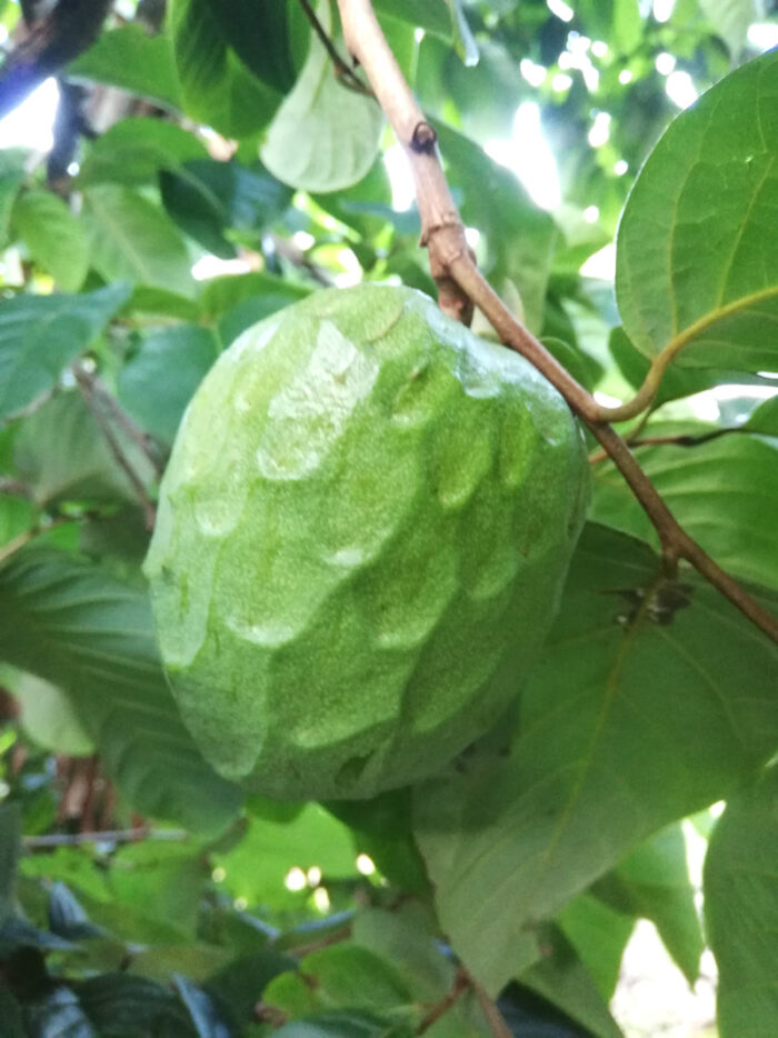 Grow your own Cherimoya Trees from Seed in New Zealand