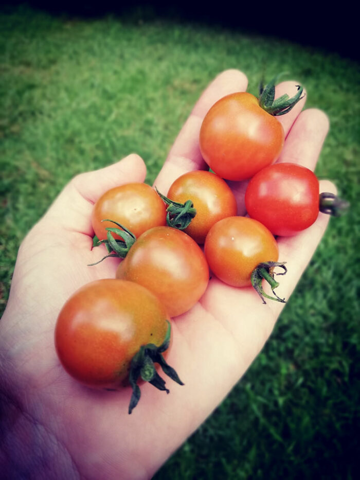 Buy NZ heirloom tomato seeds.