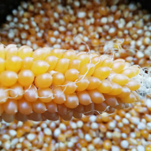 Buy Popping Corn seeds in NZ