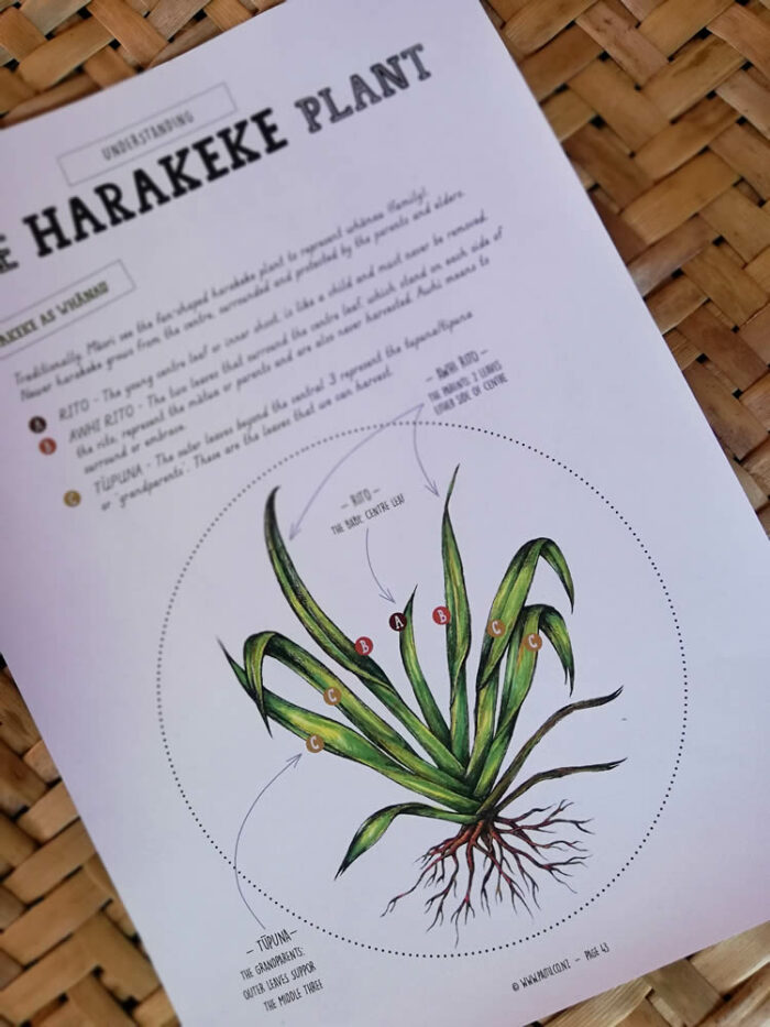 learn about harakeke flax harakeke plant - harakeke weaving for kids