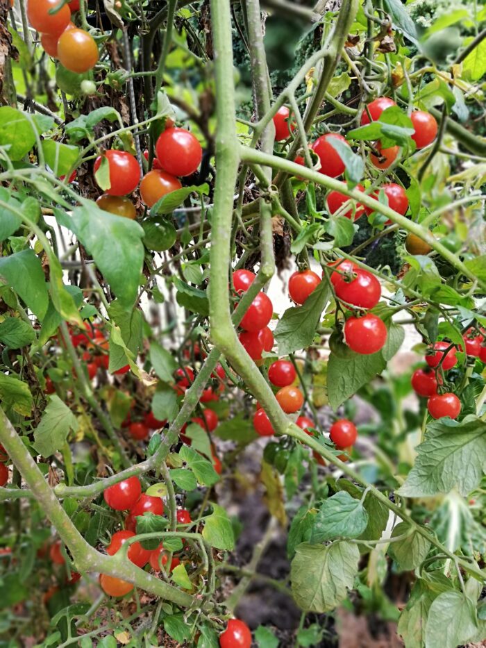 Buy NZ heirloom tomato seeds