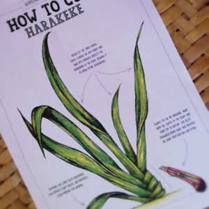 How to cut harakeke flax