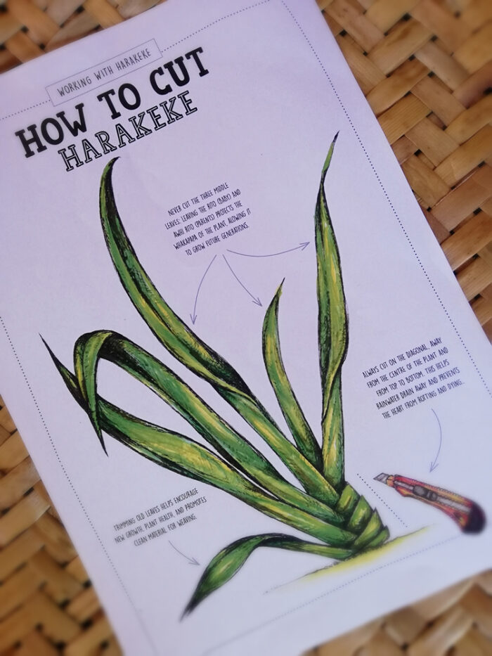 How to cut harakeke flax
