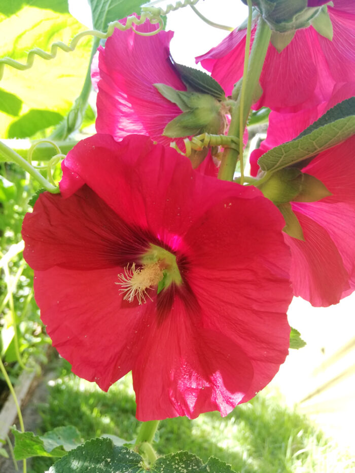 Buy Hollyhock edible flower seeds NZ