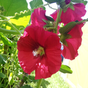 Buy Hollyhock edible flower seeds NZ