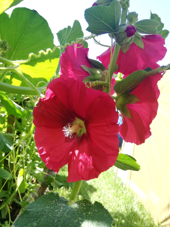 Buy Hollyhock edible flower seeds NZ