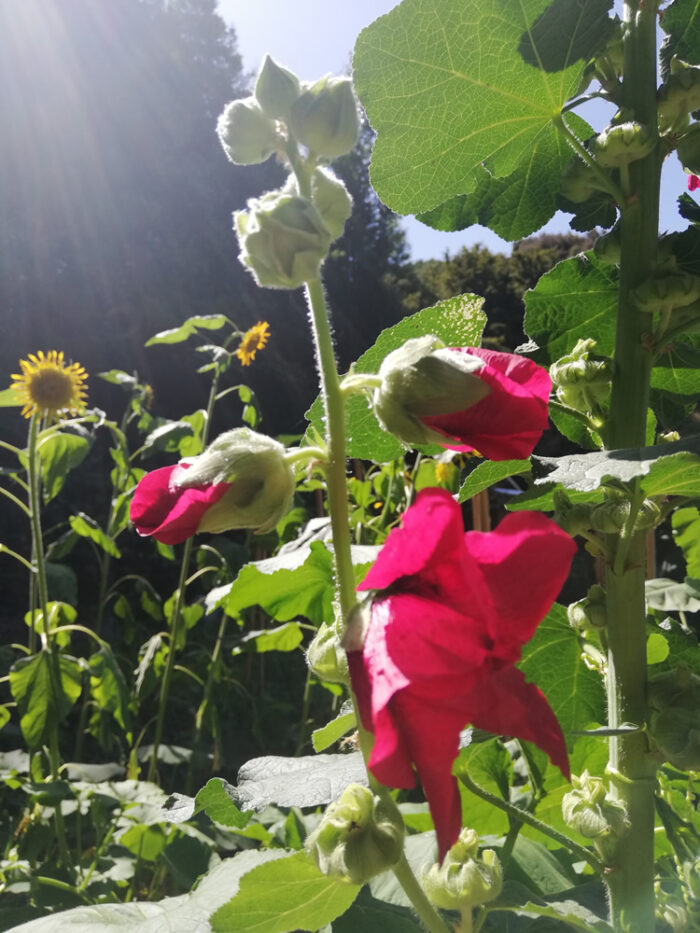 Buy Hollyhock edible flower seeds NZ