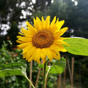 Buy Sunflower edible flower seeds NZ