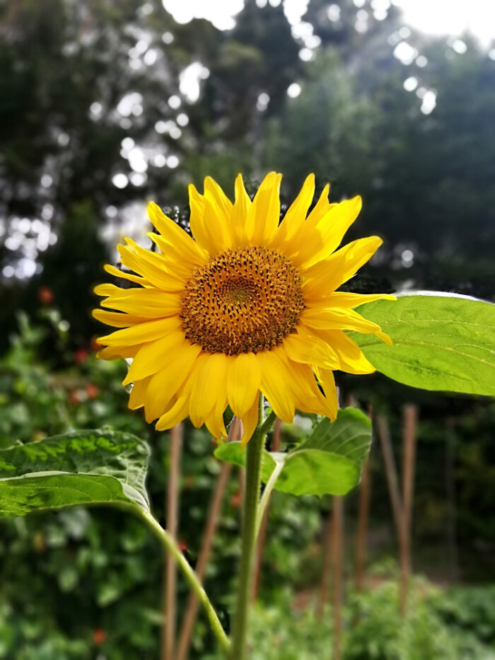 Buy Sunflower edible flower seeds NZ