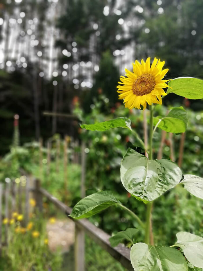 Buy Sunflower edible flower seeds NZ