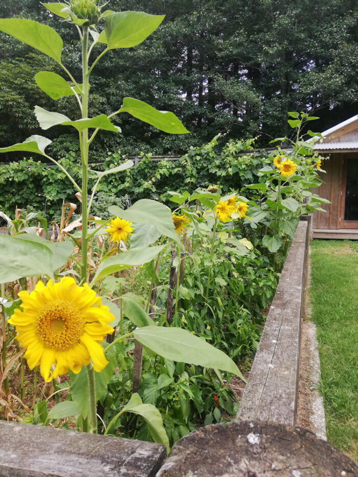 Buy Sunflower edible flower seeds NZ