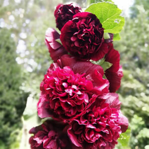 Buy Hollyhock NZ edible flowers seeds