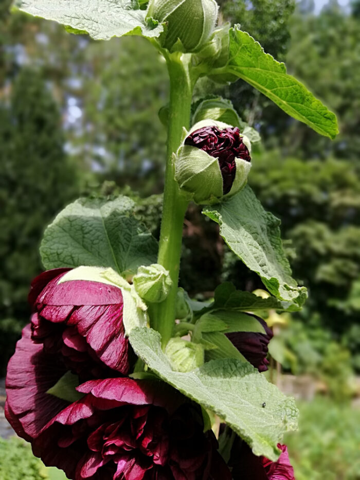 Buy Hollyhock NZ edible flowers seeds