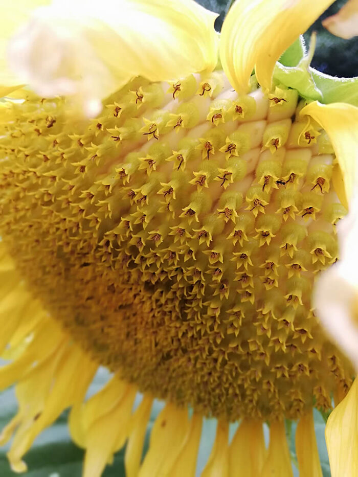 Buy Sunflower edible flower seeds NZ