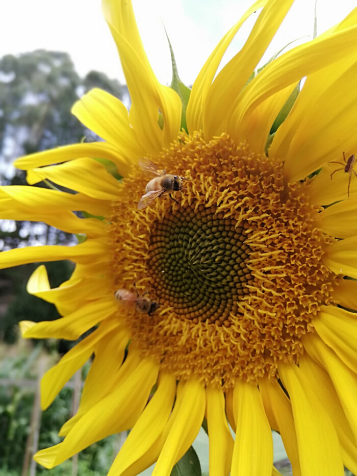 Buy Sunflower edible flower seeds NZ