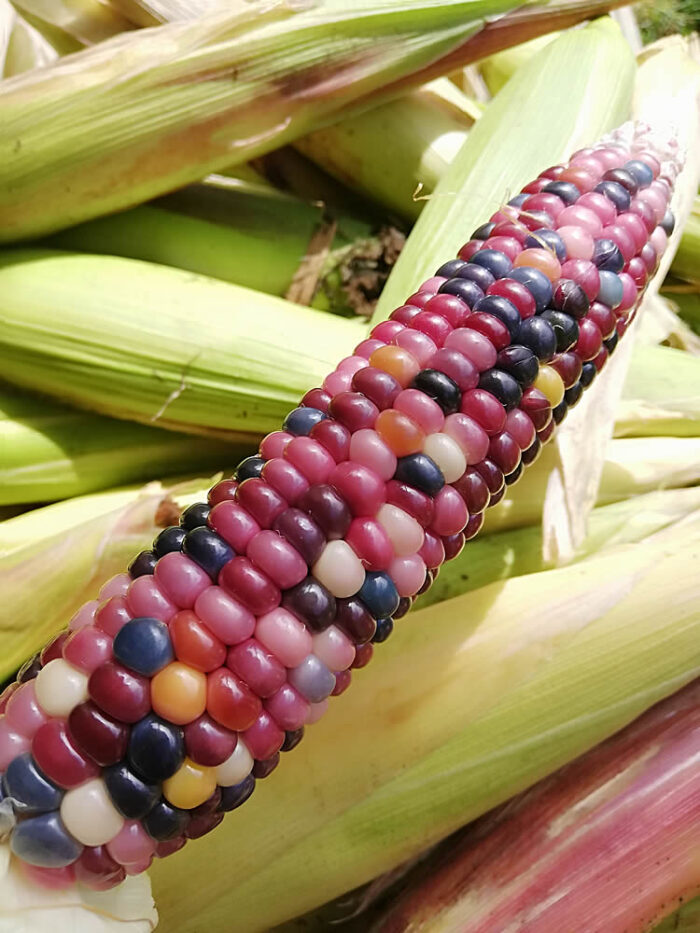 Buy Glass Gem Corn seeds NZ