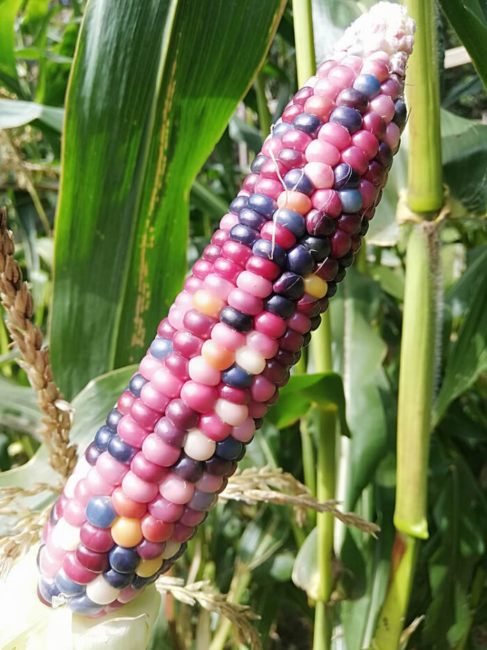 Buy Glass Gem Corn seeds NZ