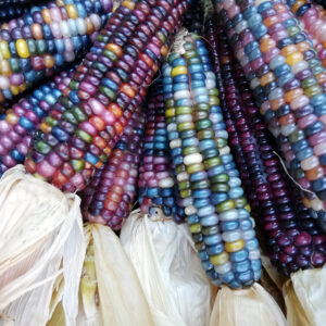 Buy Glass Gem Corn seeds NZ