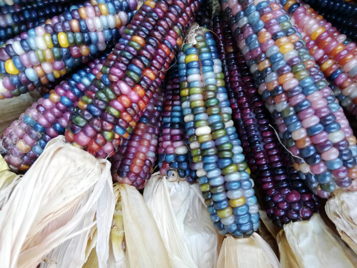 Buy Glass Gem Corn seeds NZ