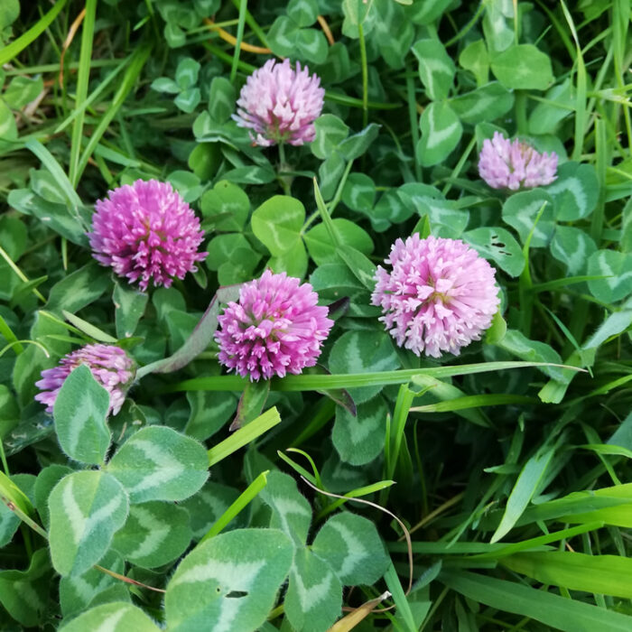 Red Clover edible flower seeds