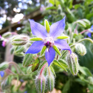 Buy Borage edible flower seeds NZ