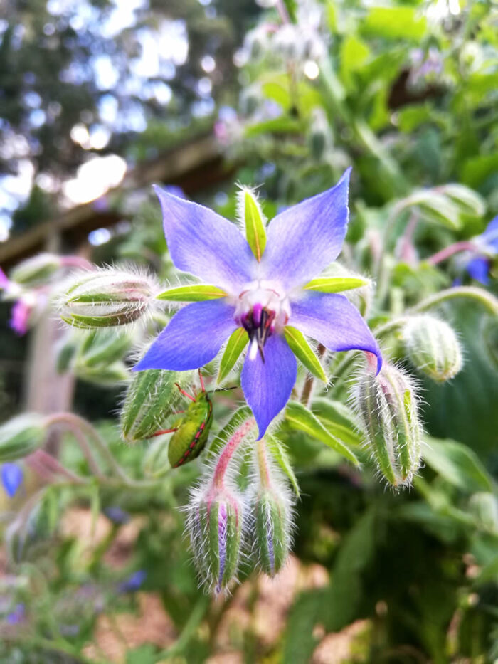 Buy Borage edible flower seeds NZ