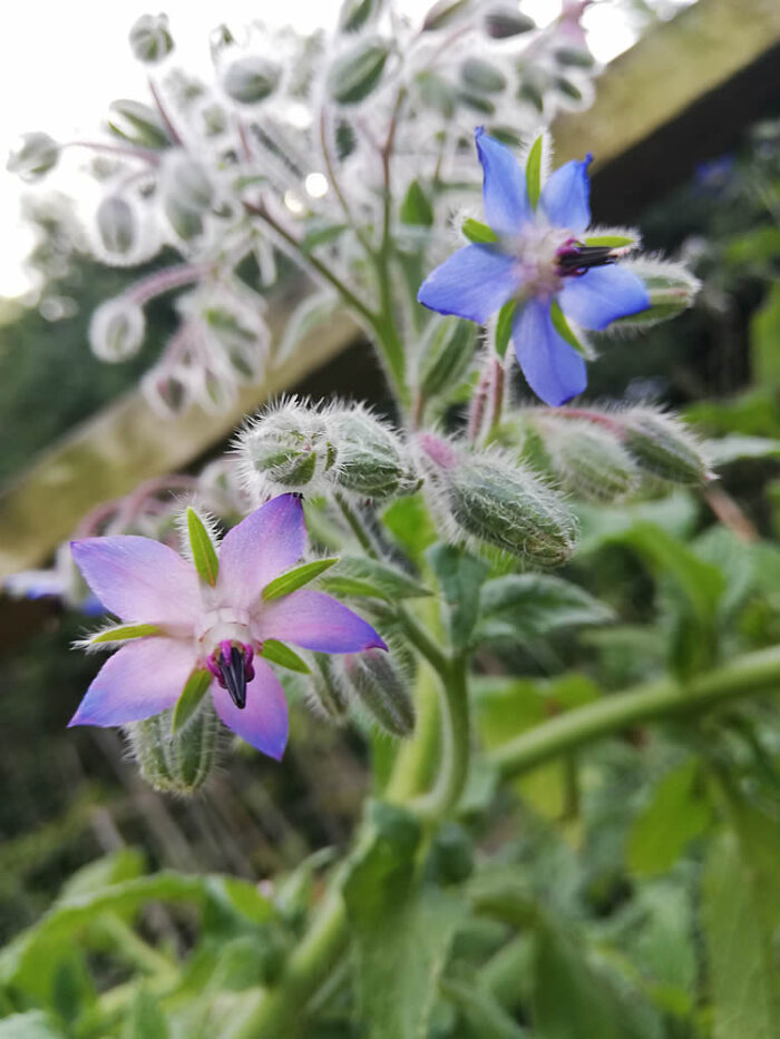 buy borage seeds nz edible flowers