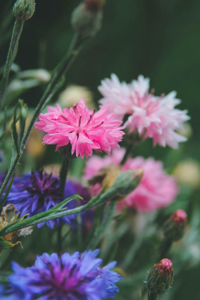 buy cornflower seeds edible flowers nz