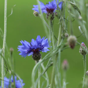 cornflower seeds edible flowers nz