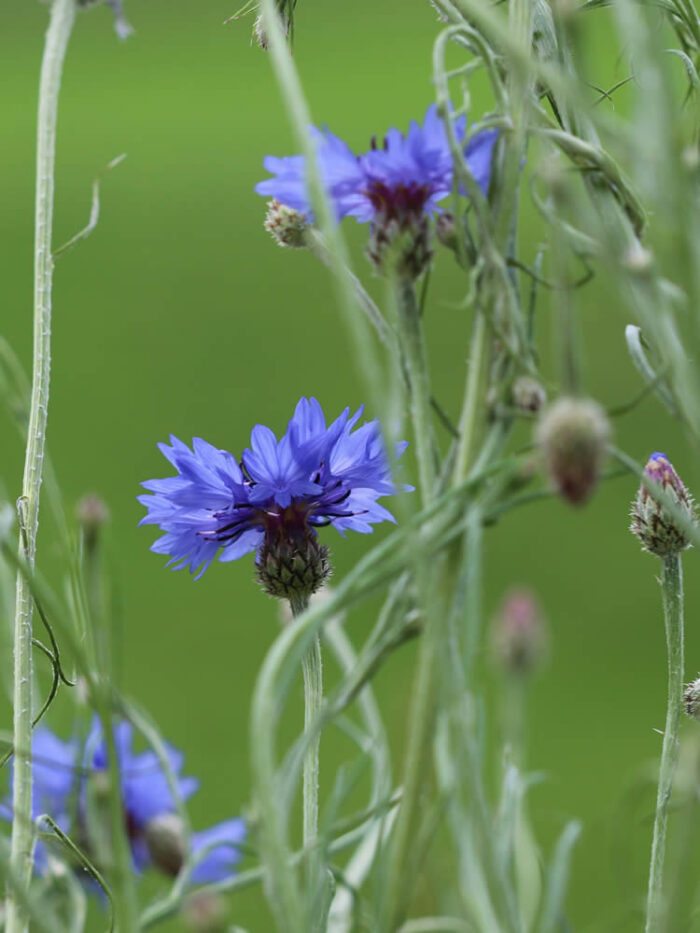 cornflower seeds edible flowers nz