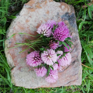 red clover edible flowers nz