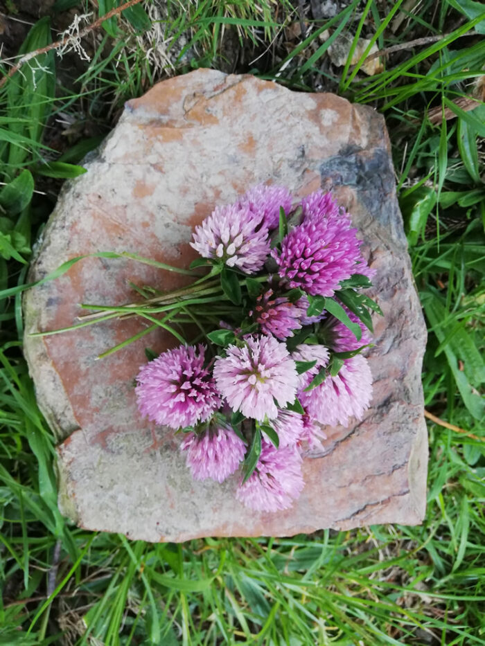 red clover edible flowers nz