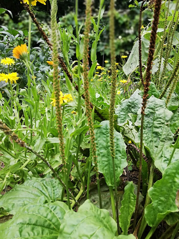 Kopakopa Broadleaf Plantain edible weed seeds