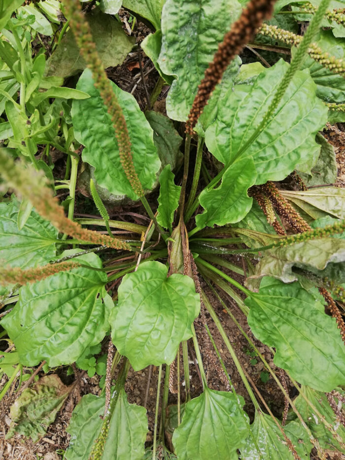 Kopakopa Broadleaf Plantain edible weed seeds