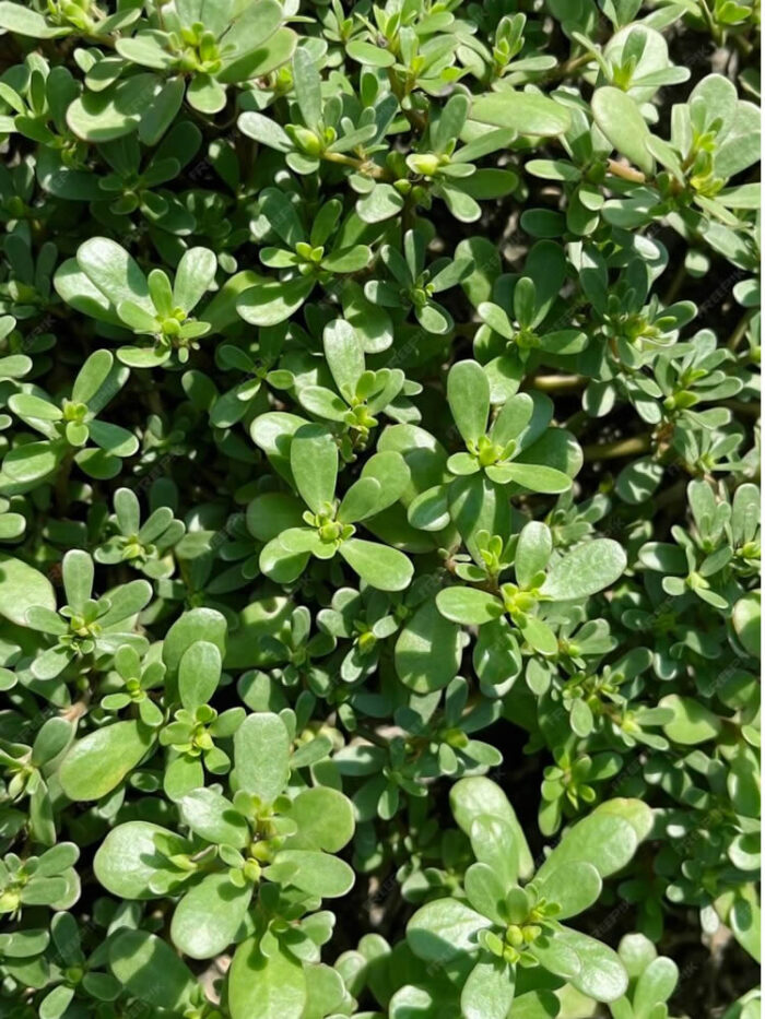 Purslane seeds NZ