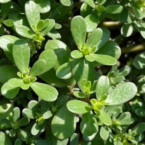 Purslane seeds NZ