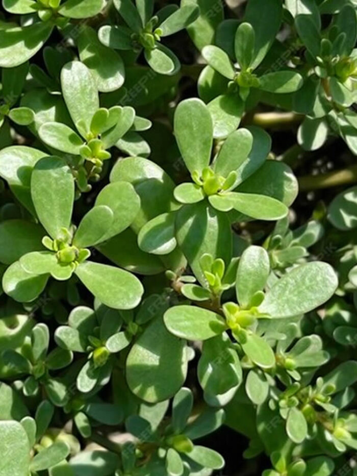 Purslane seeds NZ