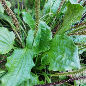 Kopakopa Broadleaf Plantain edible weed seeds