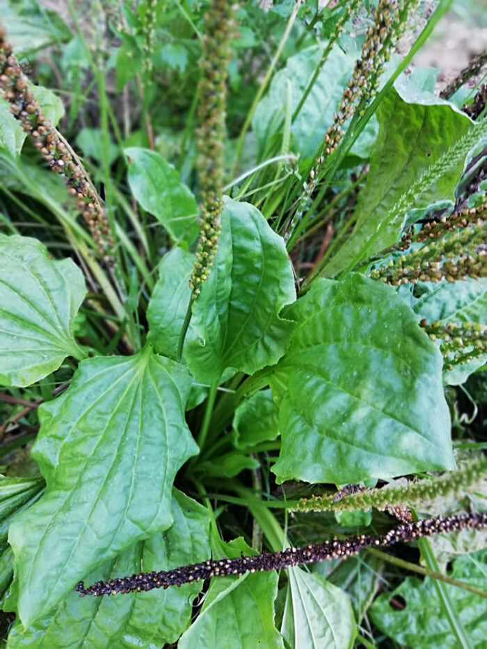 Kopakopa Broadleaf Plantain edible weed seeds